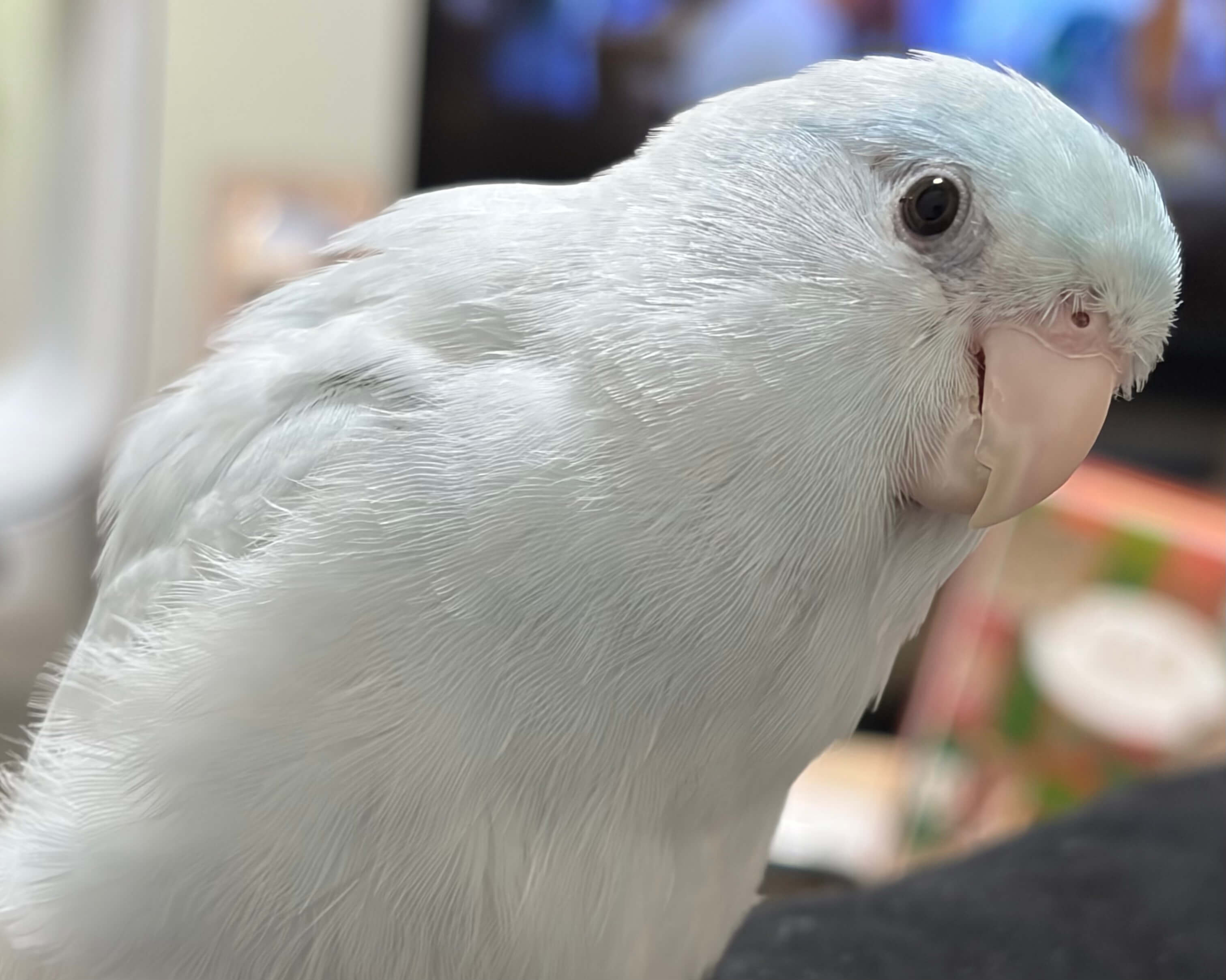 ライトブルー色のマメルリハインコ こちらを覗き込んでいる