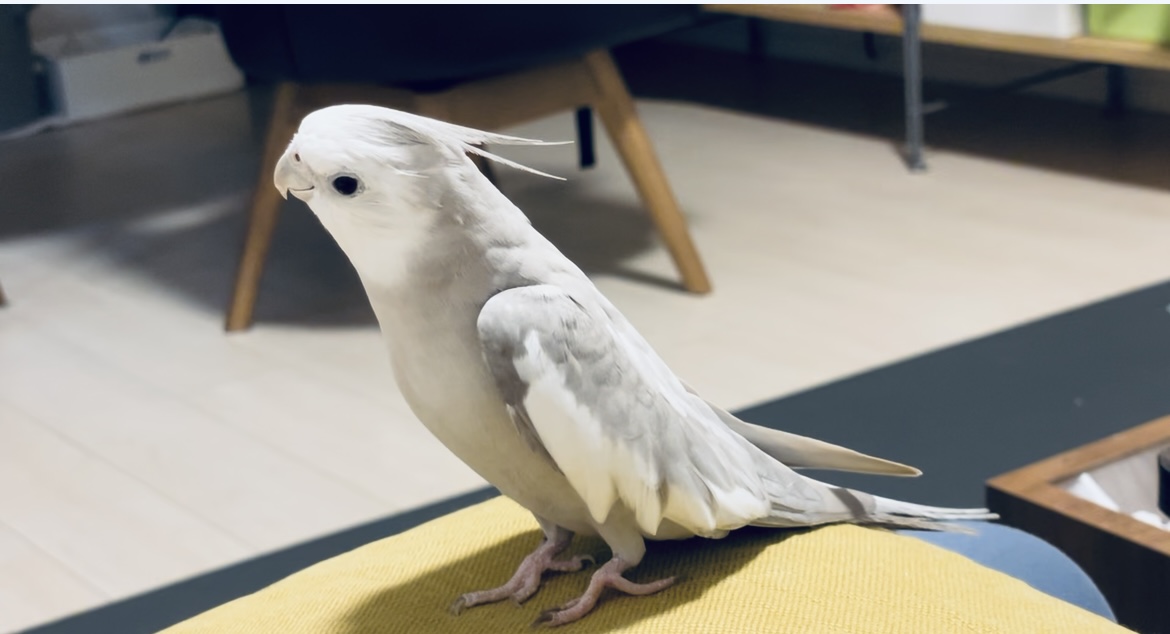 白いオカメインコ うっとりしている